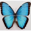 Ongeprepareerde Morpho Peleides (man)