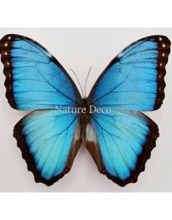 Ongeprepareerde Morpho Peleides (man)