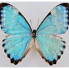 Ongeprepareerde Morpho Portis