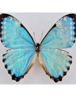Ongeprepareerde Morpho Portis