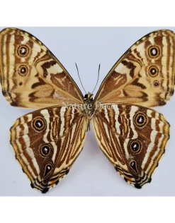 Ongeprepareerde Morpho Portis
