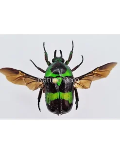 Ongeprepareerde Mystroceros Rouyeri