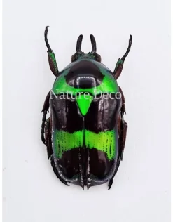 Ongeprepareerde Mystroceros Rouyeri