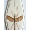 (On)geprepareerde Necroscia species (wandelende tak) paar