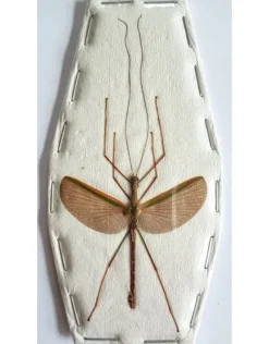 (On)geprepareerde Necroscia species (wandelende tak) paar