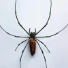 Ongeprepareerde Nephila Maculata