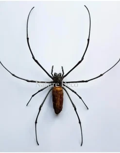 Ongeprepareerde Nephila Maculata