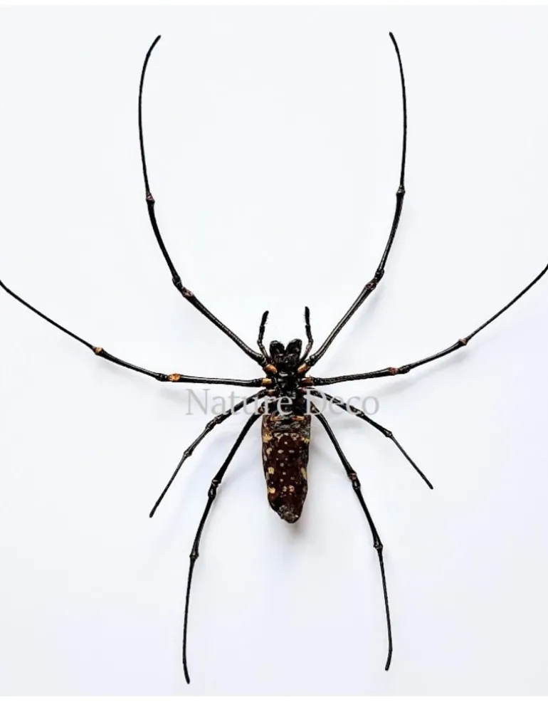 Ongeprepareerde Nephila Maculata