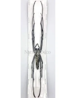 Ongeprepareerde Nephila Maculata