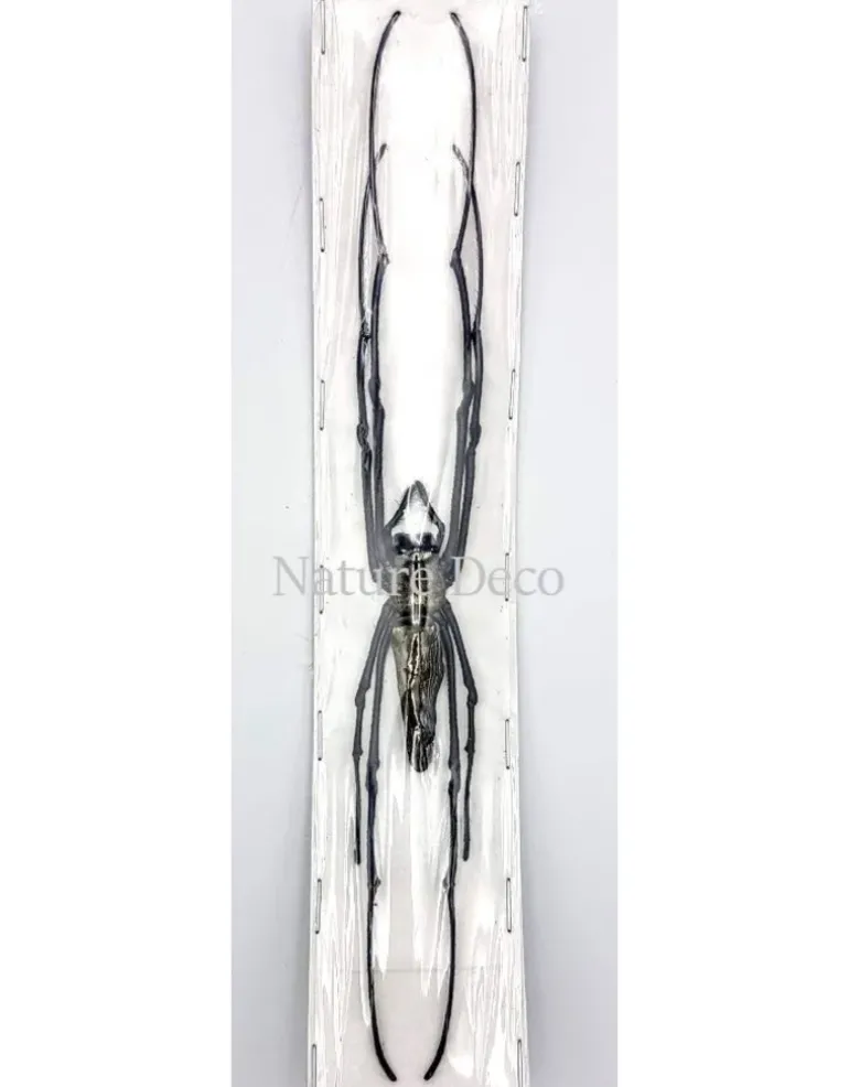 Ongeprepareerde Nephila Maculata