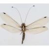 (On)geprepareerde Neuroptera sp. (mierenleeuw)