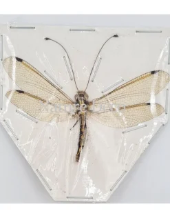 (On)geprepareerde Neuroptera sp. (mierenleeuw)