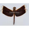 (On)geprepareerde Neurothemis Ramburii (donker)