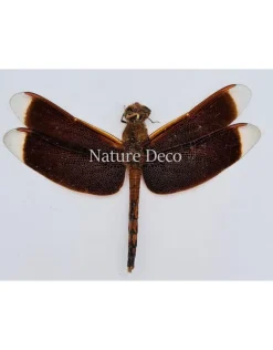 (On)geprepareerde Neurothemis Ramburii (donker)