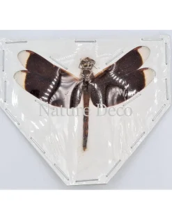 (On)geprepareerde Neurothemis Ramburii (donker)