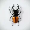 Ongeprepareerde Odontolabis Elegans