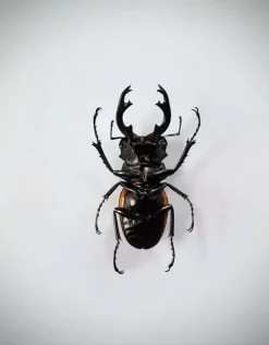 Ongeprepareerde Odontolabis Elegans