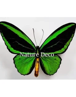 Ongeprepareerde Ornithoptera Priamus Poseidon (man)