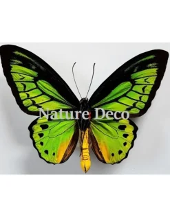 Ongeprepareerde Ornithoptera Priamus Poseidon (man)