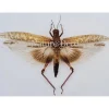 Ongeprepareerde Orthoptera sp.
