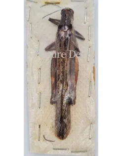 Ongeprepareerde Orthoptera sp.