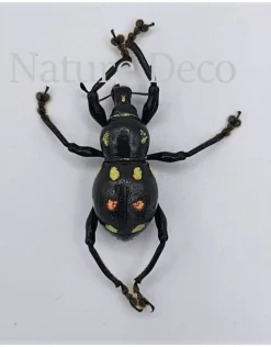 Ongeprepareerde Pachyrrhynchus sp