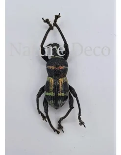 Ongeprepareerde Pachyrrhynchus sp 2