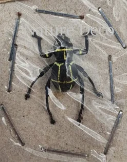 Ongeprepareerde Pachyrrhynchus sp 3
