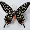 Ongeprepareerde Papilio Antenor