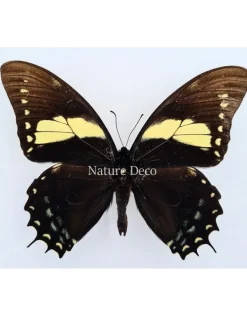 Ongeprepareerde Papilio Aristeus