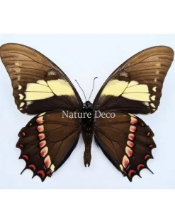 Ongeprepareerde Papilio Aristeus
