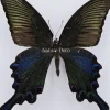 Ongeprepareerde Papilio Bianor