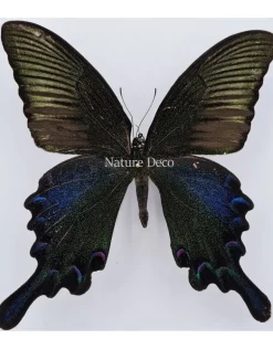 Ongeprepareerde Papilio Bianor