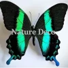 Ongeprepareerde Papilio Blumei