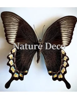 Ongeprepareerde Papilio Blumei