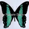 Ongeprepareerde Papilio Bromius