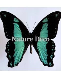 Ongeprepareerde Papilio Bromius