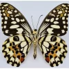 Ongeprepareerde Papilio Demoleus