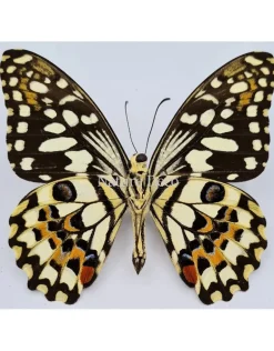 Ongeprepareerde Papilio Demoleus