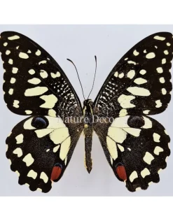 Ongeprepareerde Papilio Demoleus
