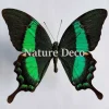 Ongeprepareerde Papilio Daedalus