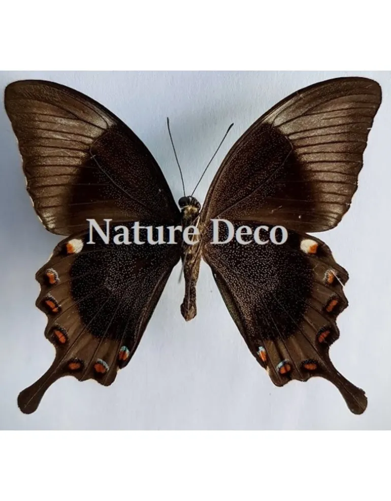 Ongeprepareerde Papilio Daedalus