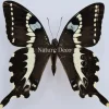 Ongeprepareerde Papilio Delalandei