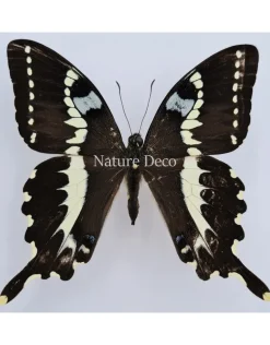 Ongeprepareerde Papilio Delalandei