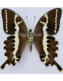 Ongeprepareerde Papilio Delalandei