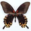 Ongeprepareerde Papilio Deiphobus