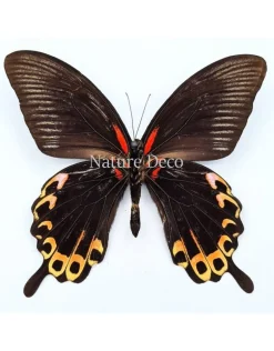 Ongeprepareerde Papilio Deiphobus