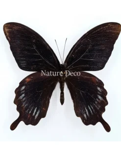 Ongeprepareerde Papilio Deiphobus