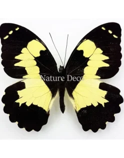 Ongeprepareerde Papilio Euchenor