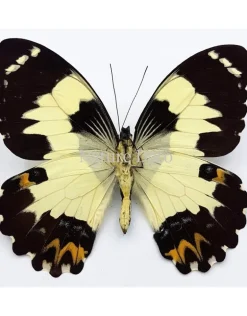Ongeprepareerde Papilio Euchenor